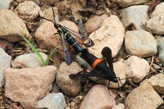 Synanthedon exitiosa