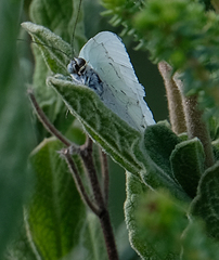 Dixeia charina