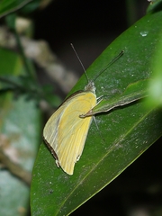 Appias albina