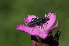 Oedemera nobilis