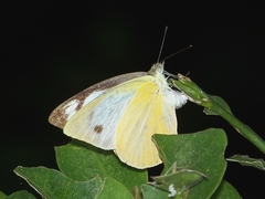 Appias albina
