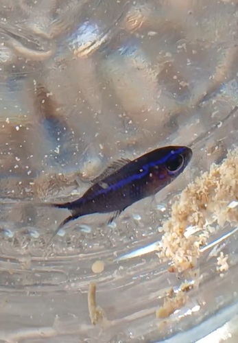 Mediterranean Damselfish