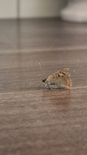 Small Copper