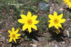 Bidens triplinervia macrantha