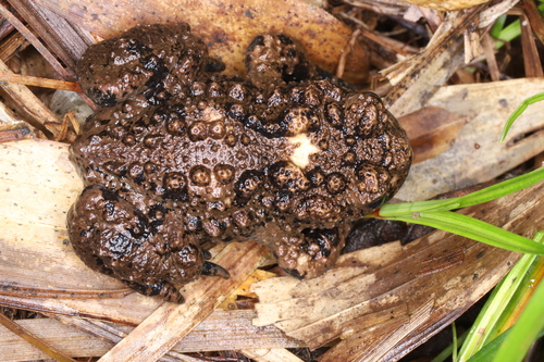 Small-webbed Firebelly Toad
