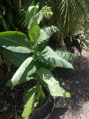 Nicotiana tabacum