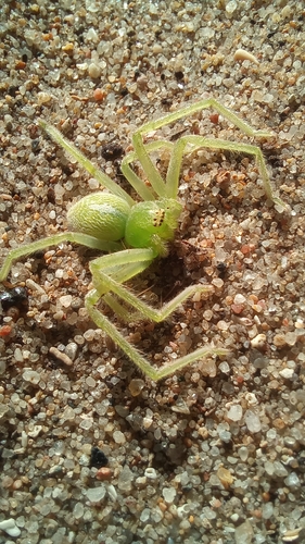Olios auricomis
