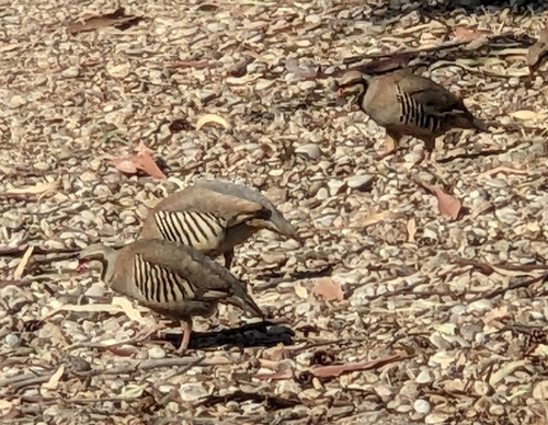 Chukar