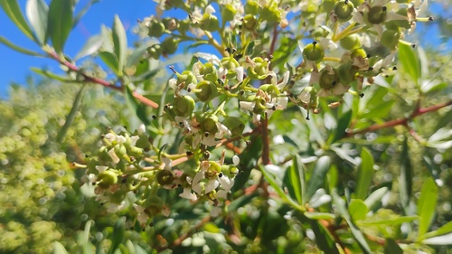 Escallonia resinosa, photograph 1