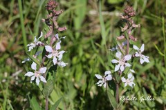 Cuphea lysimachioides