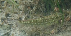 Amblygobius semicinctus
