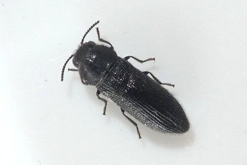 Acmaeodera crinita