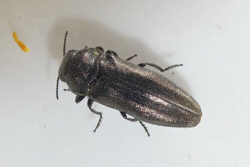 Coraebus elatus