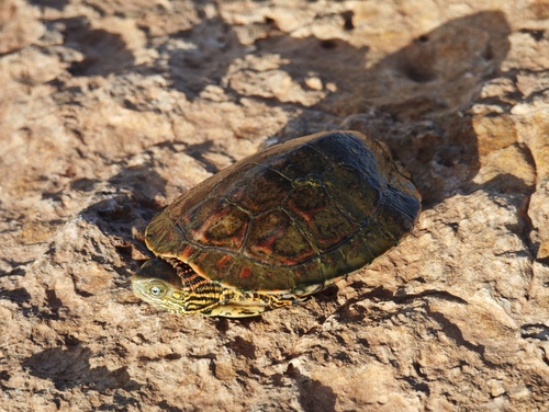 Saharan Pond Turtle