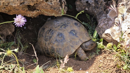 Greek Tortoise
