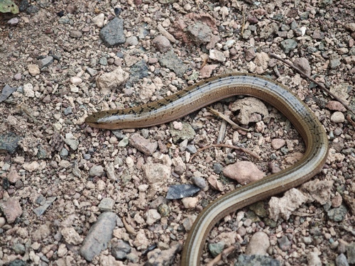 Koelliker's Glass Lizard