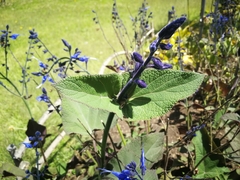 Salvia macrophylla