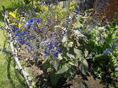 Salvia macrophylla