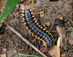 Brachoria hendrixsoni