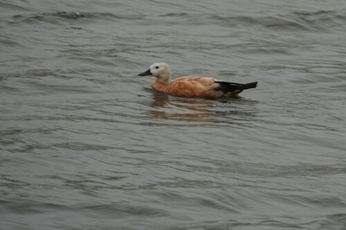 Ruddy Shelduck