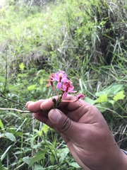 Epidendrum secundum