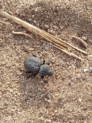 Scotobius pilularius