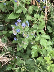 Pentaglottis sempervirens