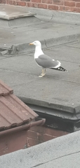 Larus fuscus