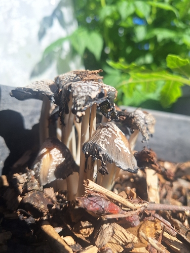 Coprinellus
