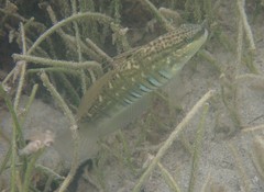 Amblygobius semicinctus