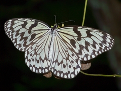 Idea leuconoe clara