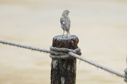 Daurian Redstart