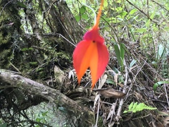 Masdevallia veitchiana