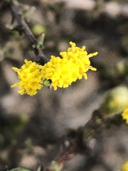 Marasmodes fasciculata