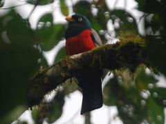 Trogon comptus
