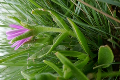 Delosperma sutherlandii