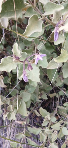 Solanum tomentosum, photograph 3