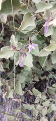 (c) Tony Rebelo, some rights reserved (CC BY-SA) Solanum tomentosum, photograph (c) Tony Rebelo, some rights reserved (CC BY-SA)