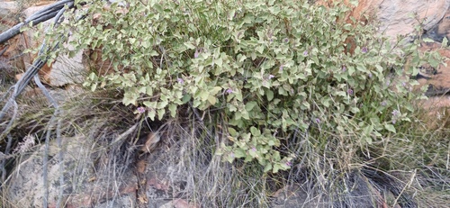 Solanum tomentosum, photograph 2