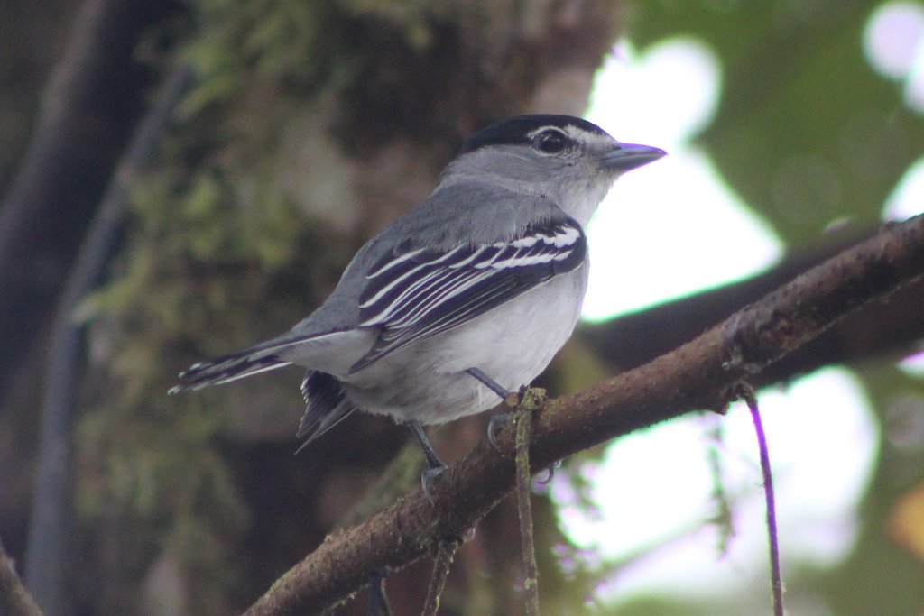 Cryptic Becard photo