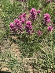 Castilleja purpurea