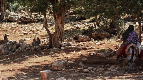 Barbary Macaque