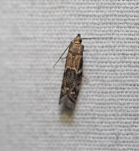 Brower's Vitula Moth photo 5