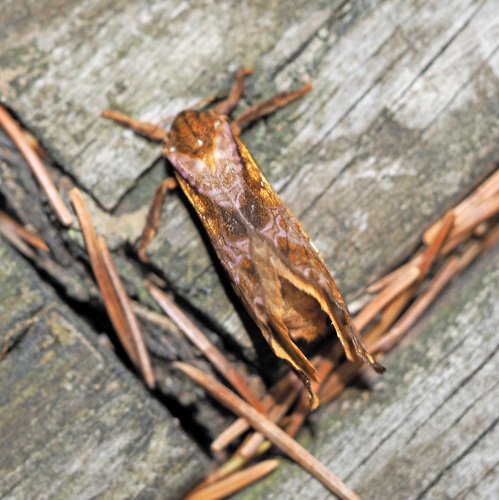 Gold-spotted Ghost Moth photo 2