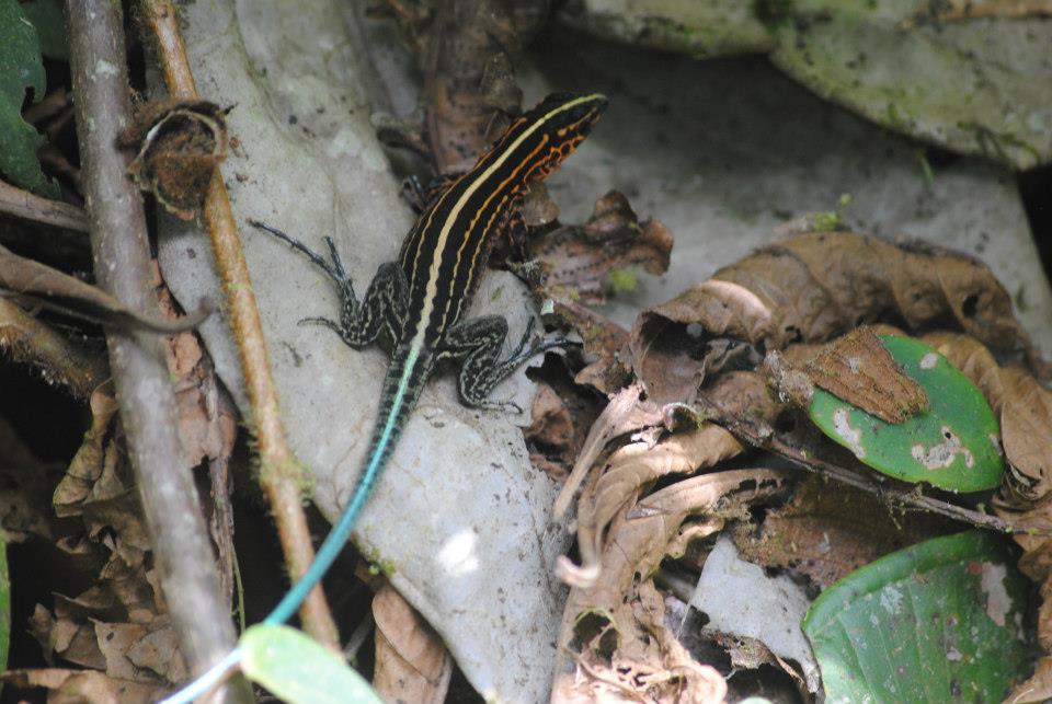 Bridges' Ameiva