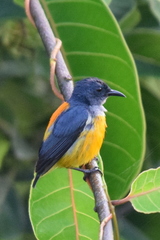 Dicaeum trigonostigma