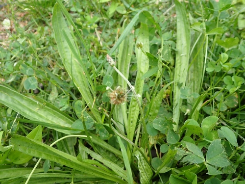 ribwort plantain