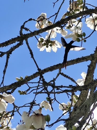 Swallow-tailed Hummingbird