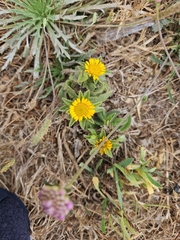 Pallenis spinosa, photograph (c) Mark Costello, some rights reserved (CC BY)