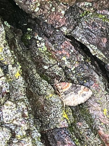 Dark-barred Twin-spot Carpet photo 4